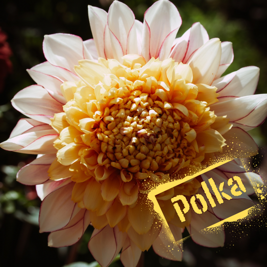Polka Anemone dahlia tubers will be online in Spring for purchase. NZ-grown.