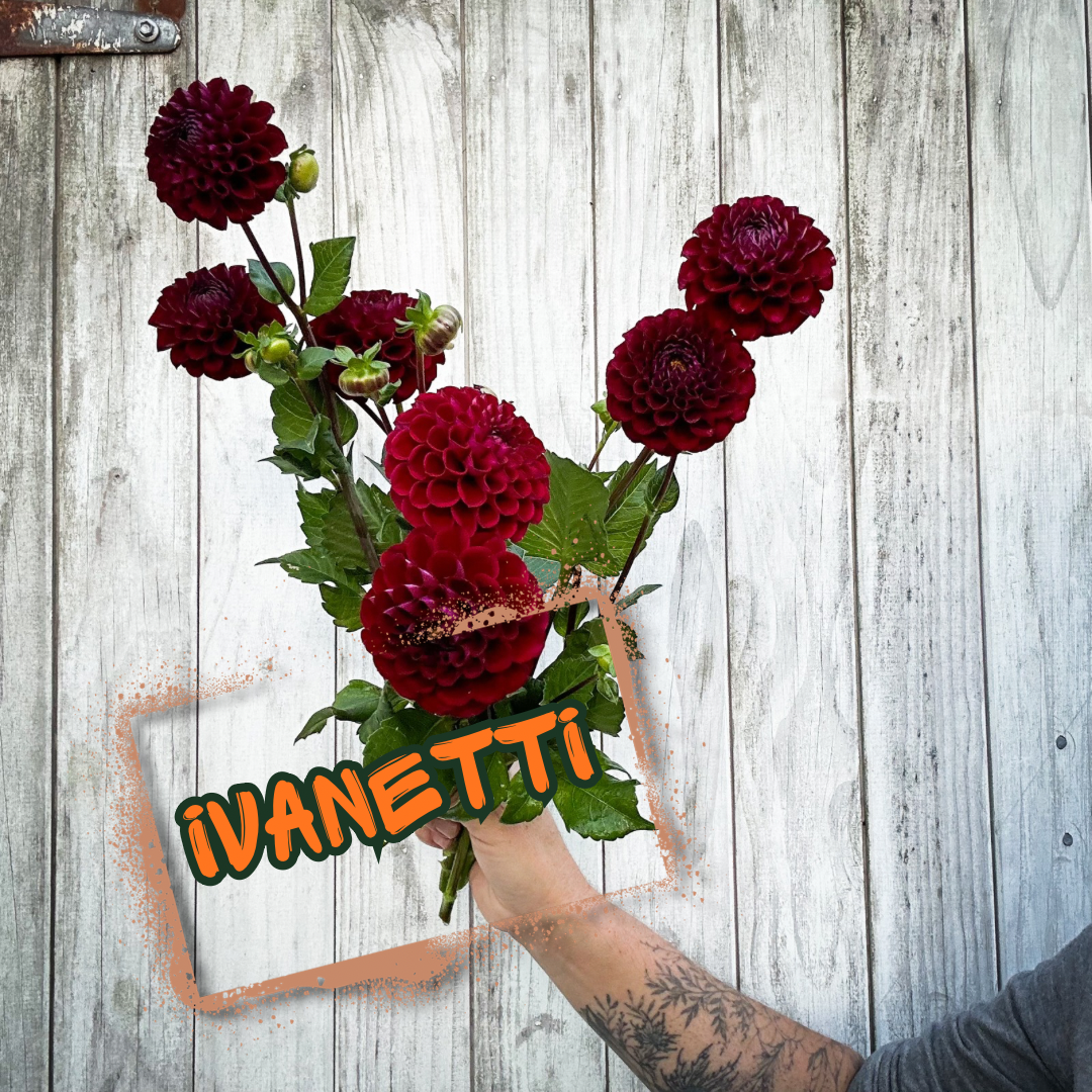 Ivanetti Dahlia Tuber