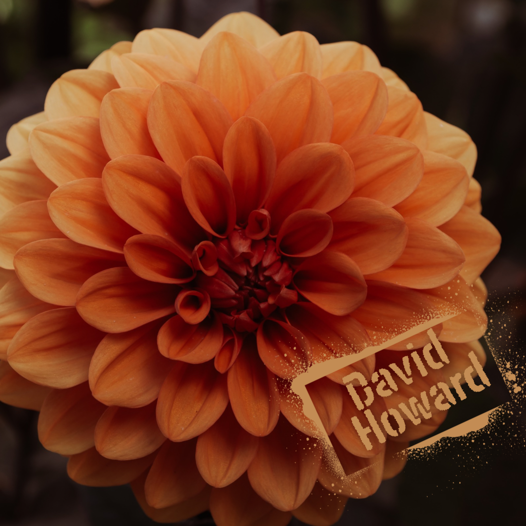 Rich burn orange David Howard dahlia bloom. Buy David Howard tubers online through The Wildstyler NZ