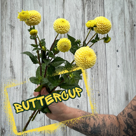 Buttercup Dahlia Tuber