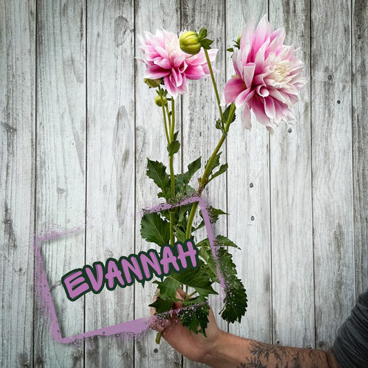 Evannah Dahlia Tuber