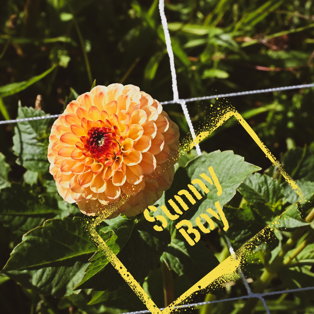 Sunny Boy dahlia tubers are available to buy online in August. NZ only