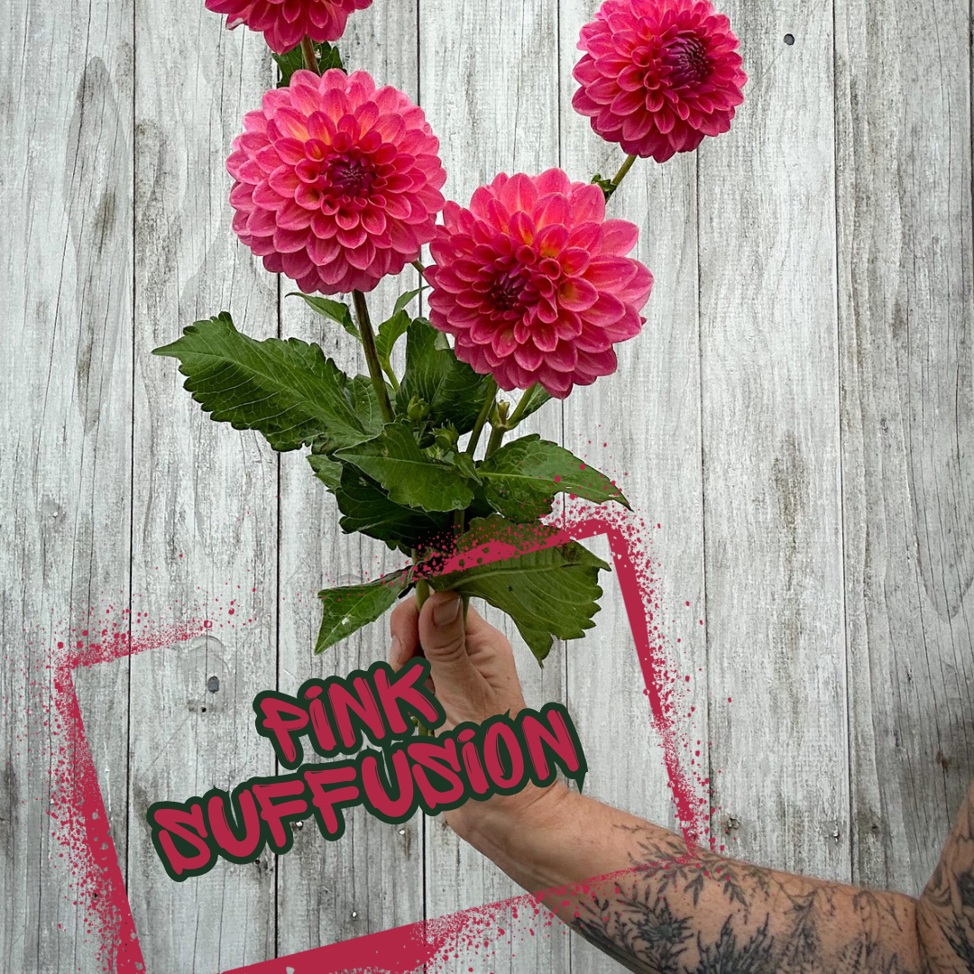 Pink Suffusion Dahlia Tuber