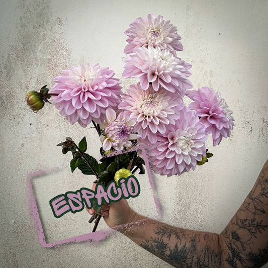 Espacio Dahlia Tuber