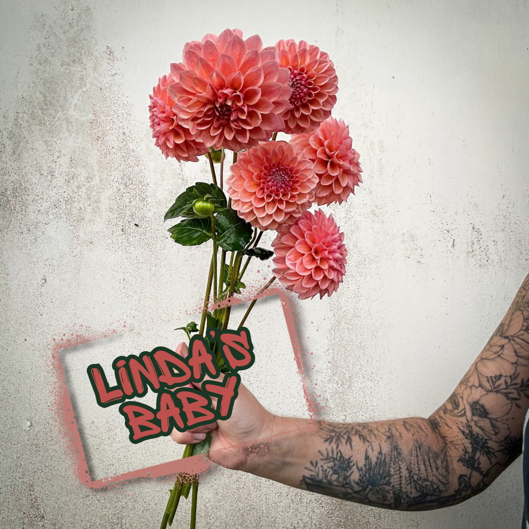 Linda's Baby Dahlia Tuber
