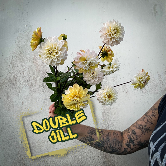 Double Jill Dahlia Tuber