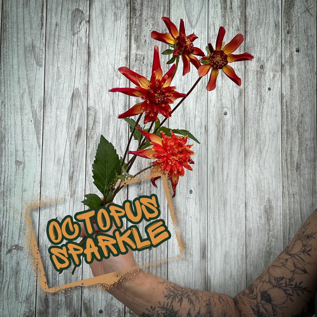 Octopus Sparkle Dahlia Tuber