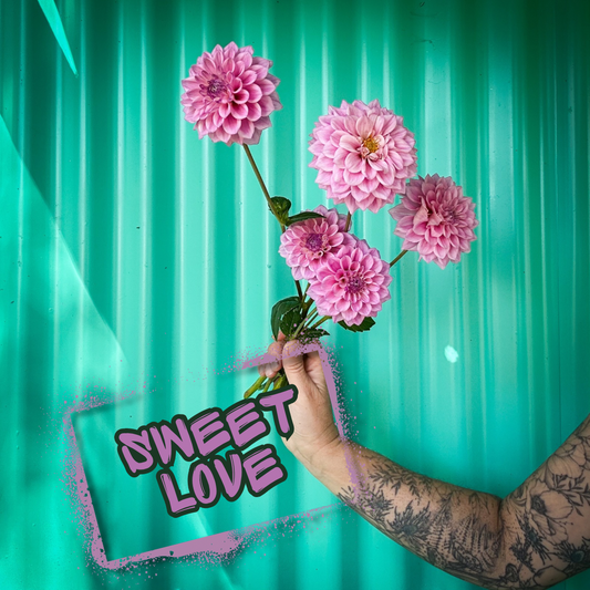 Sweet Love Dahlia Tuber