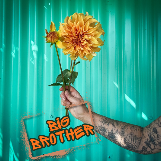 Big Brother Dahlia Tuber