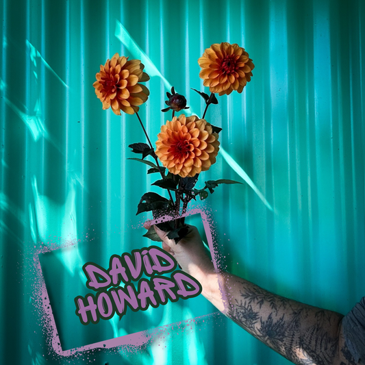 David Howard Dahlia Tuber