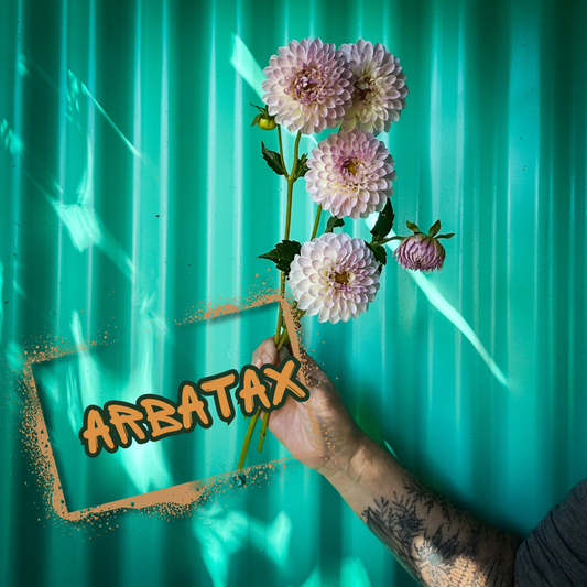 Arbatax Dahlia Tuber