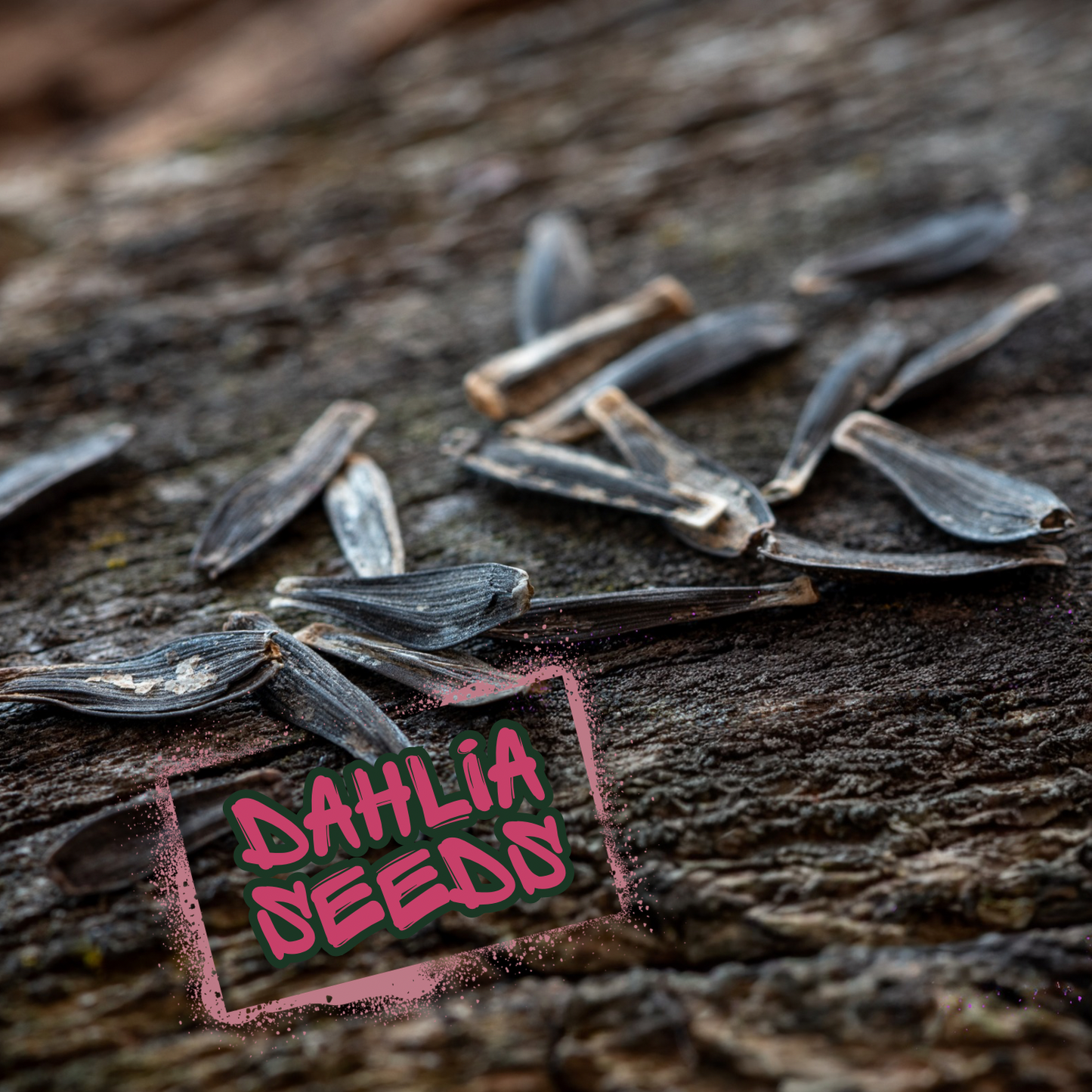 Wildstyler Dahlia Seeds