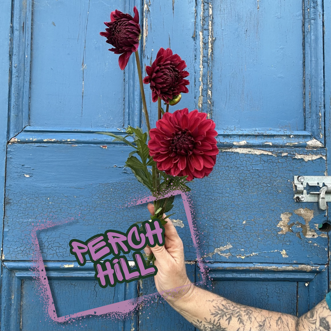 Perch Hill Dahlia Tuber