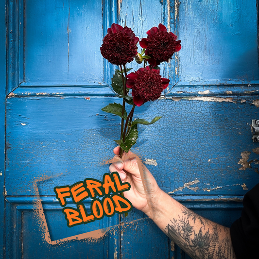 Feral Blood Dahlia Tuber