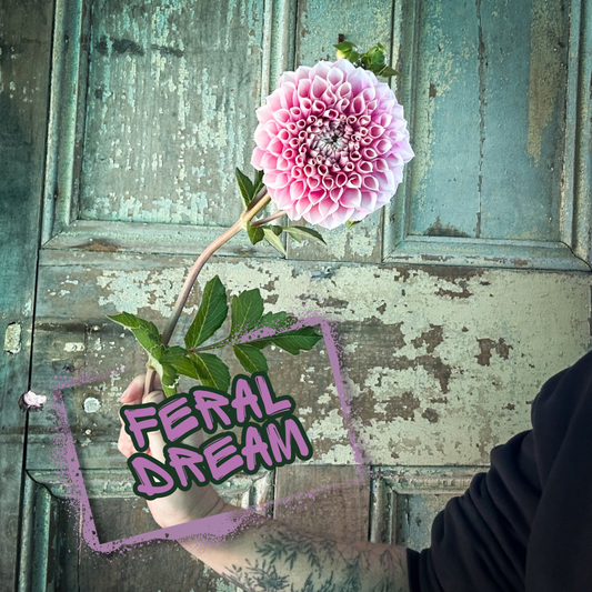 Feral Dream Dahlia Tuber