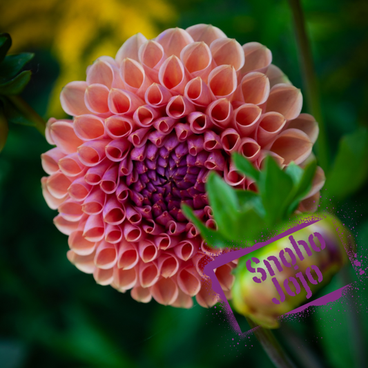 Snoho Jojo Dahlia Tuber