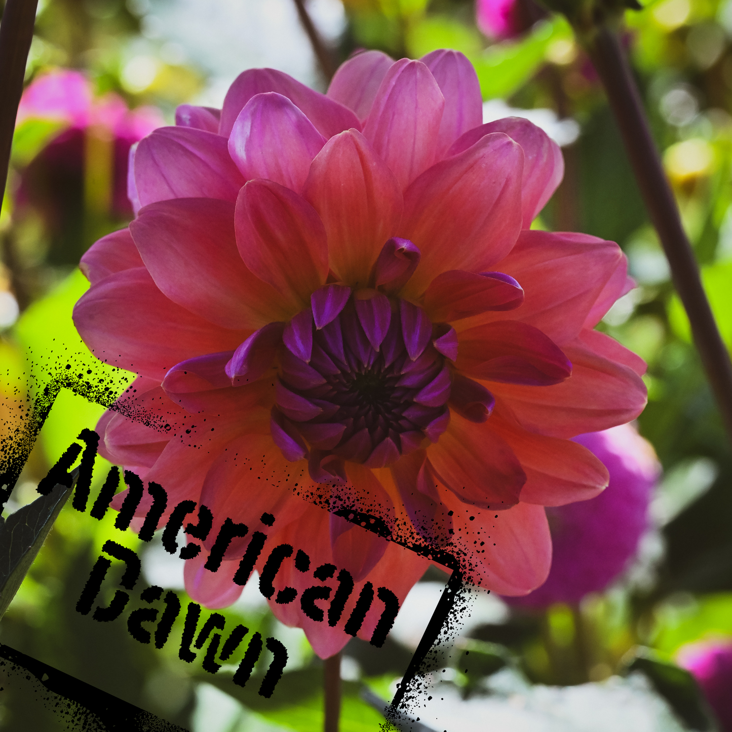 American Dawn