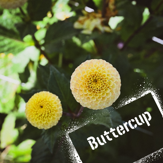 Buttercup