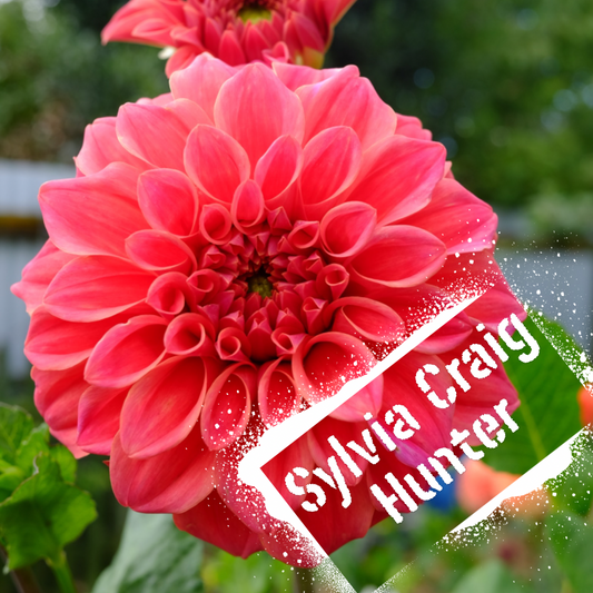 Sylvia Craig Hunter Dahlia Tuber
