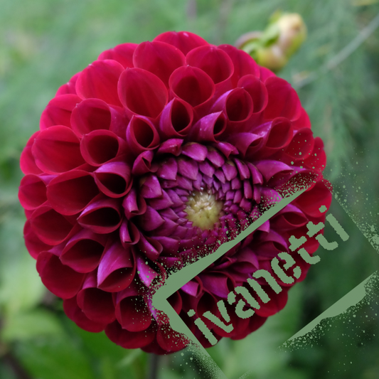 Deep maroon ball dahlia. Tubers are nz-grown and available seasonally at The wildstyler