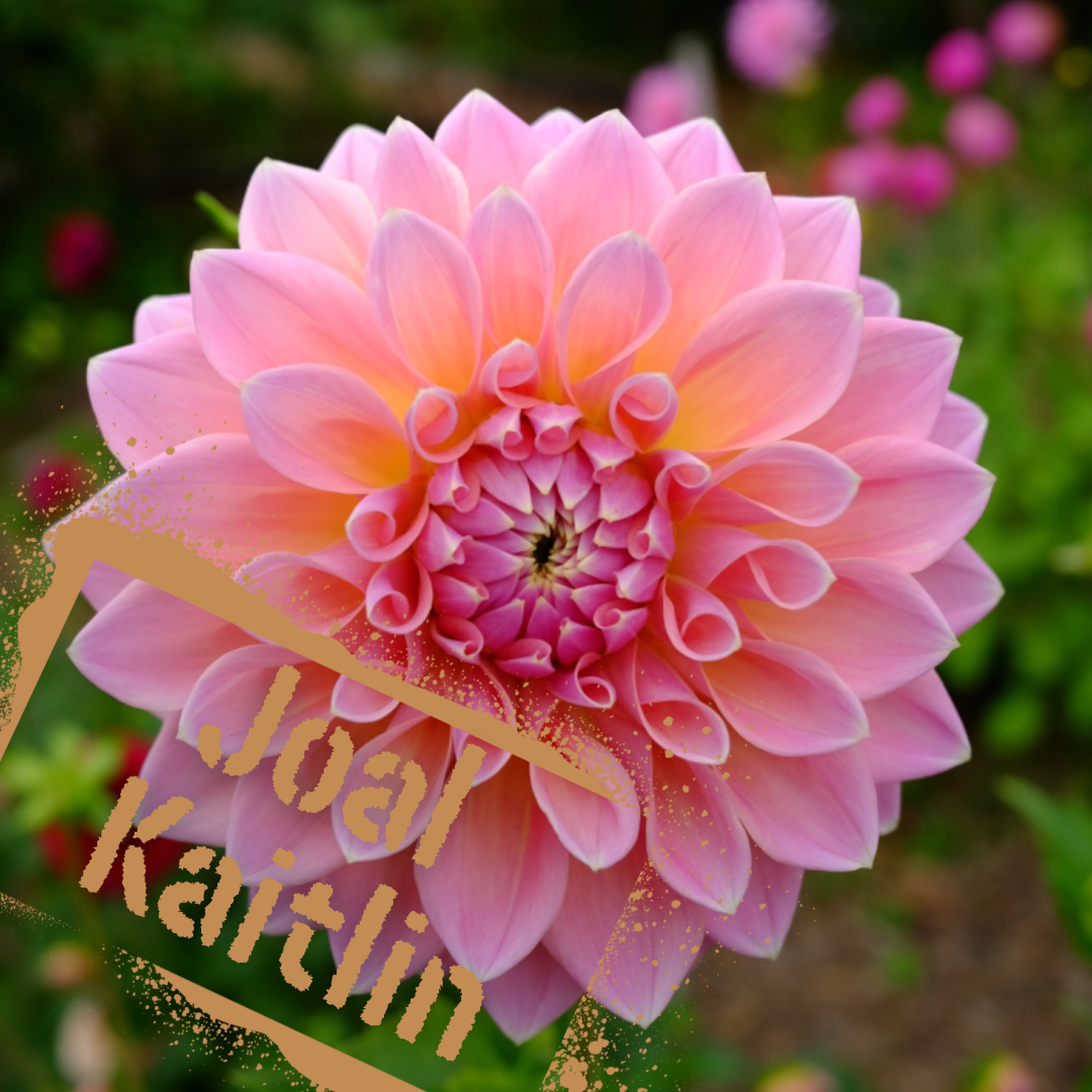 Peachy-pink dahlia bloom. Joal Kaitlin dahlia tubers available online from the wildstyler nz