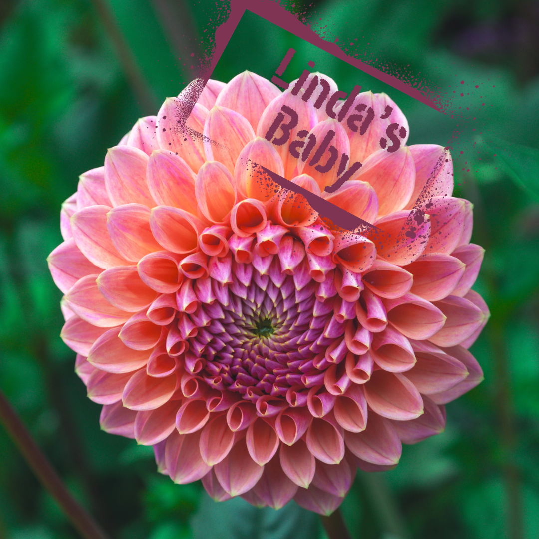 Soft peachy pink dahlia bloom. Linda's Baby Dahlia Tubers available from - The Wildstyler