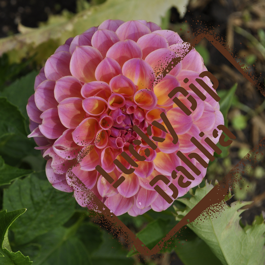 dahlia tubers for sale at the wildstyler nz. NZ-grown lucky dip varieties.