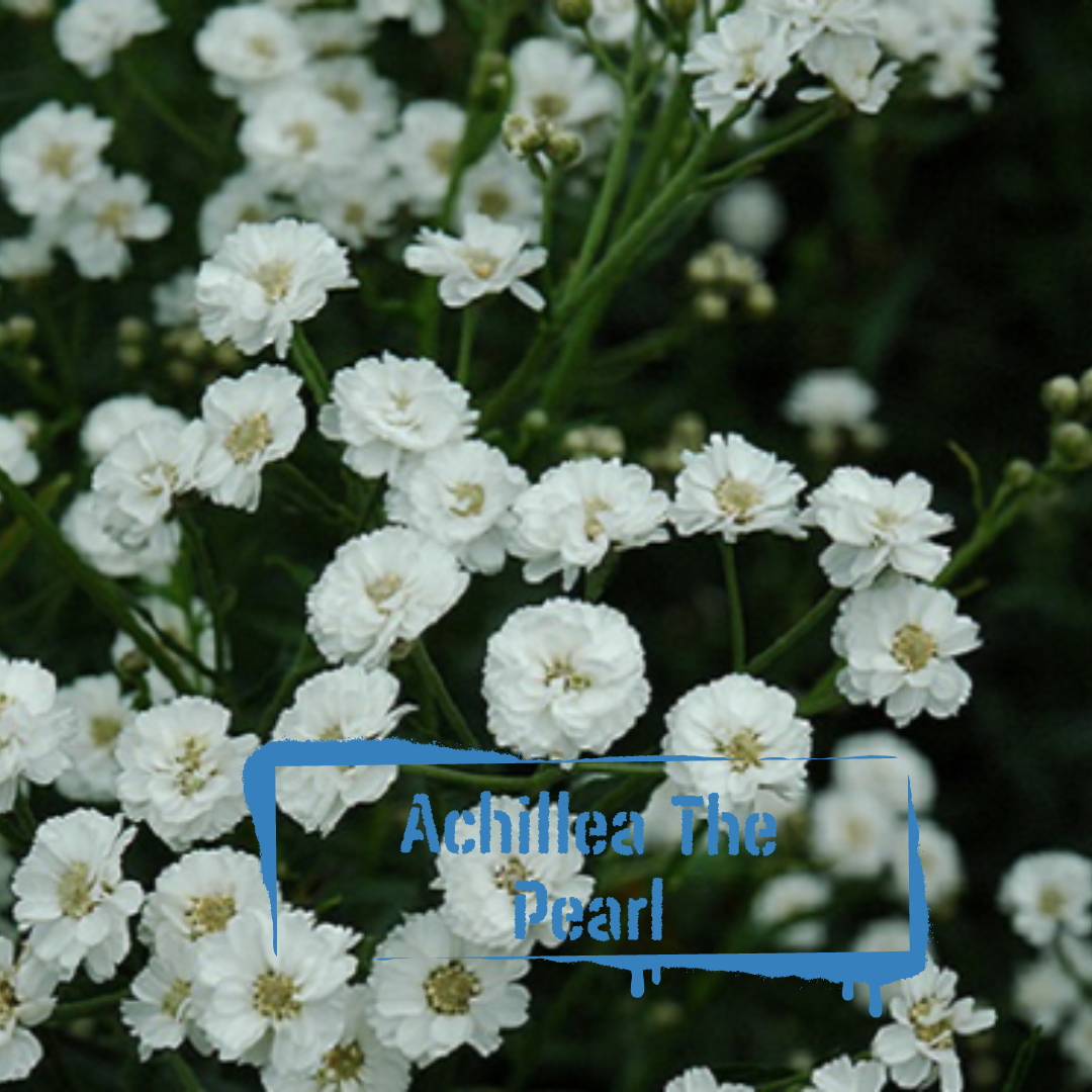 The Wildstyler Achillea The Pearl Seeds