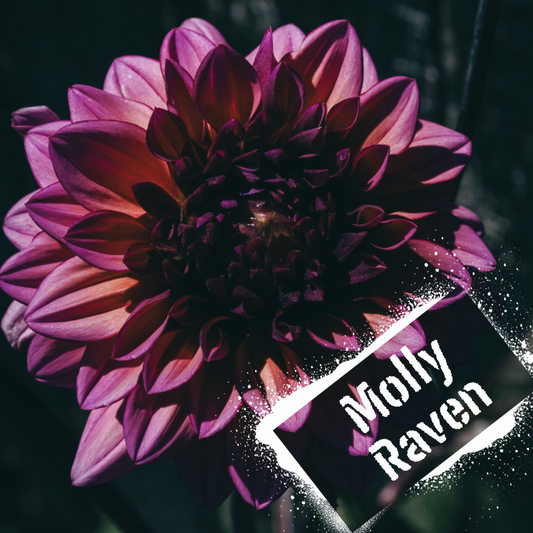 mysterious bloom, Molly Raven is a must have tuber this season.