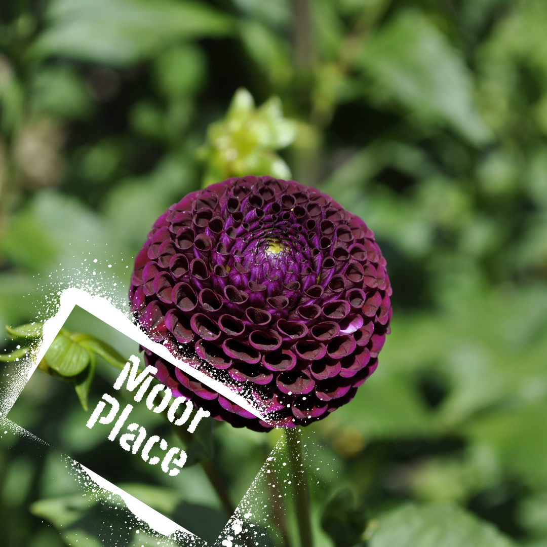 Tiny pom pom dahlia bloom. Tubers for sale in spring and sent in NZ only