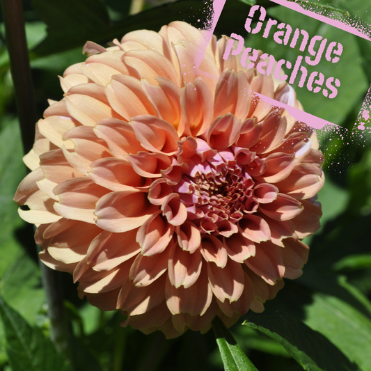 Soft and romantic orange peaches n' cream dahlia tubers available to buy online in NZ from August.