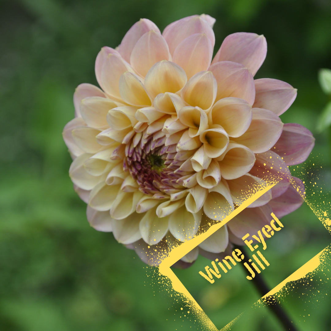 Wine Eyed Jill Dahlia bloom. NZ-gown tubers in stock to purchase online from August - The Wildstyler NZ