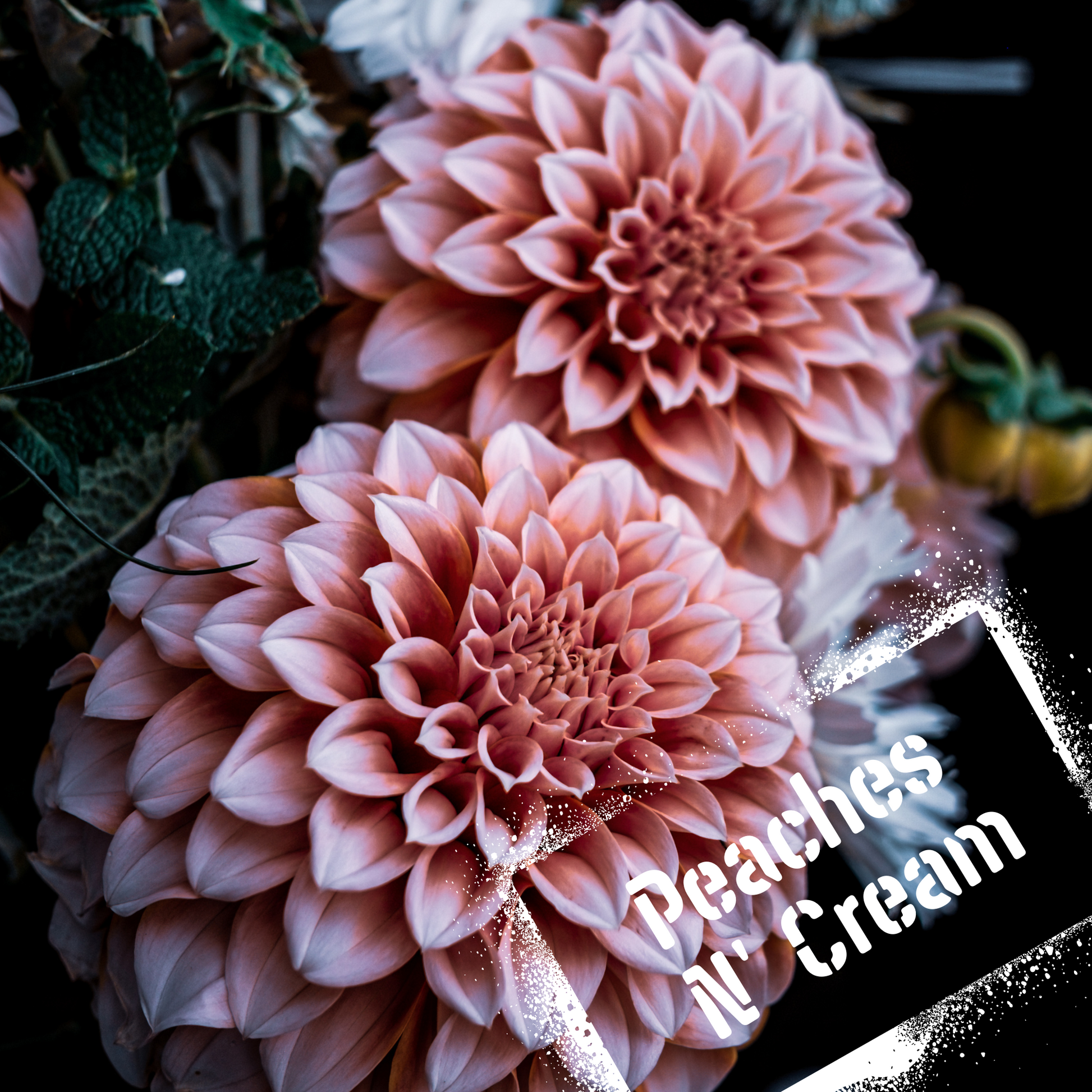 NZ-grown dahlia tubers peaches n' cream. available to buy online.