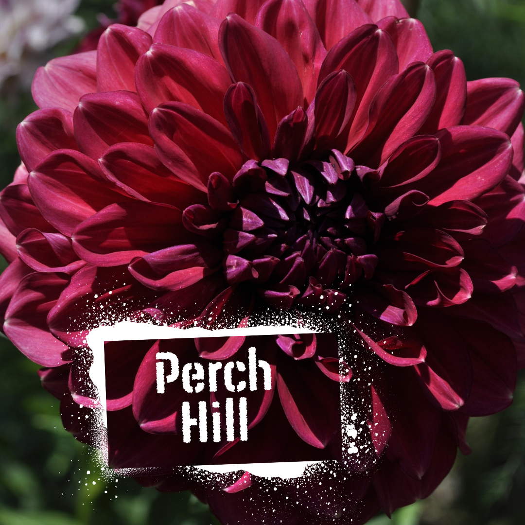 Rich raspberry - pink decorative dahlia. Perch Hill tubers available to buy in august from The Wildstyler NZ