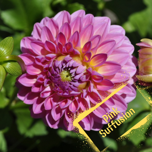 Bright pink and yellow dahlia, pink suffusion tubers will be available soon at The Wildstyler NZ