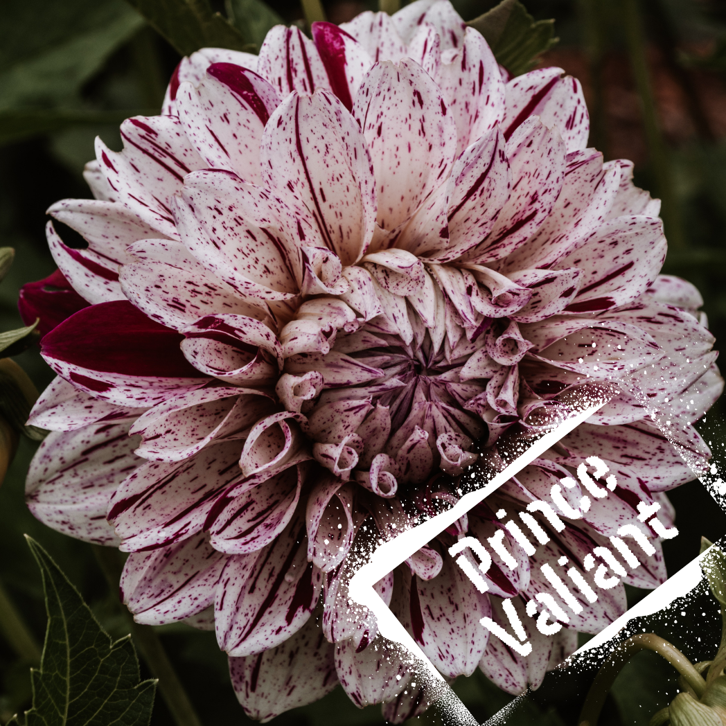 Prince Valiant Dahlia Tuber NZ - The Wildstyler