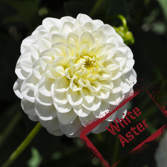 White Aster