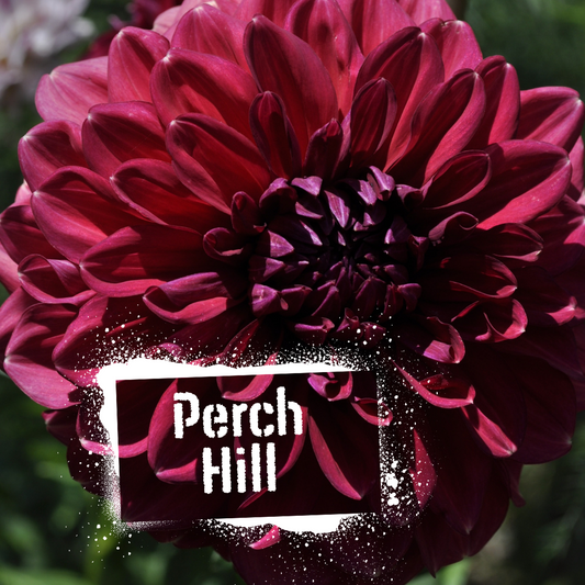 Perch Hill