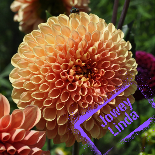 Jowey Linda Dahlia Tuber