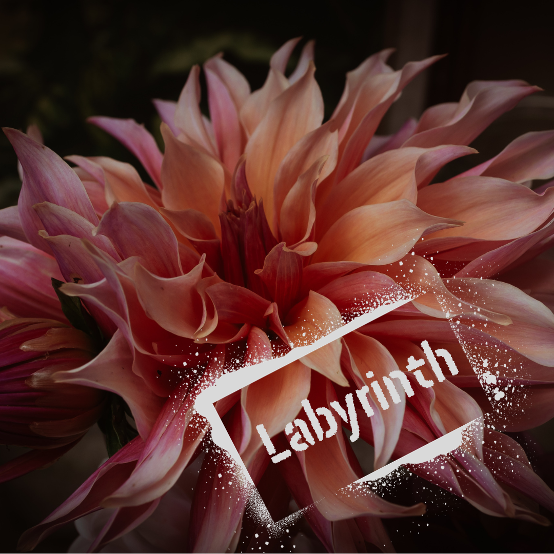 Labyrinth Dahlia Tuber NZ - The Wildstyler