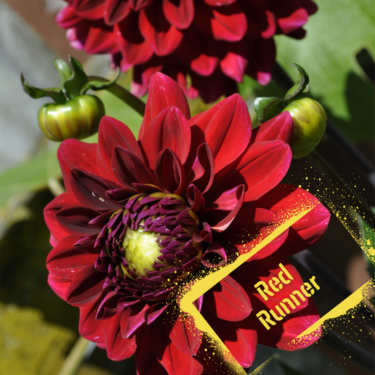 Red Runner Dahlia Tuber