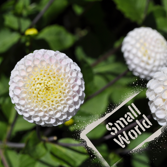 Small World / Bowen