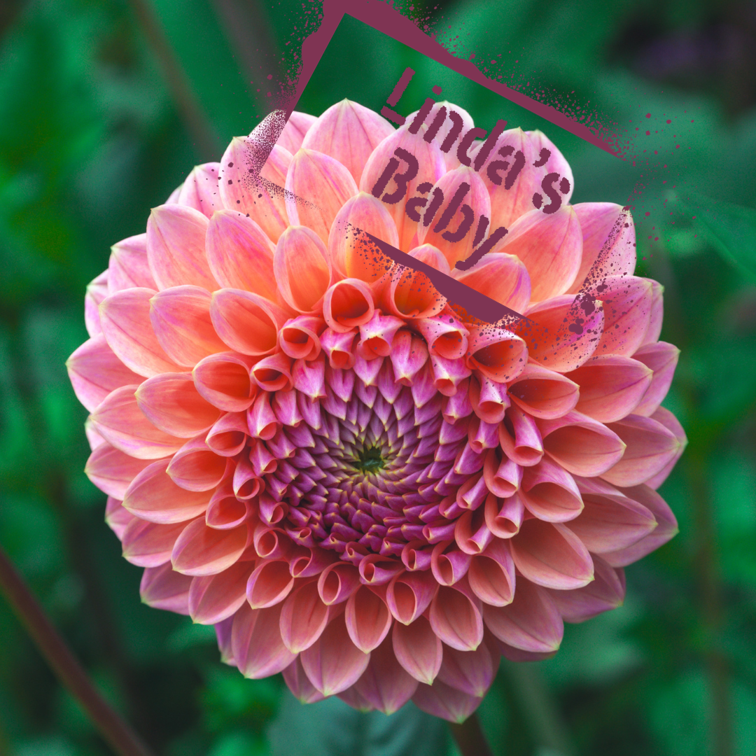 Linda's Baby Dahlia Tuber NZ - The Wildstyler