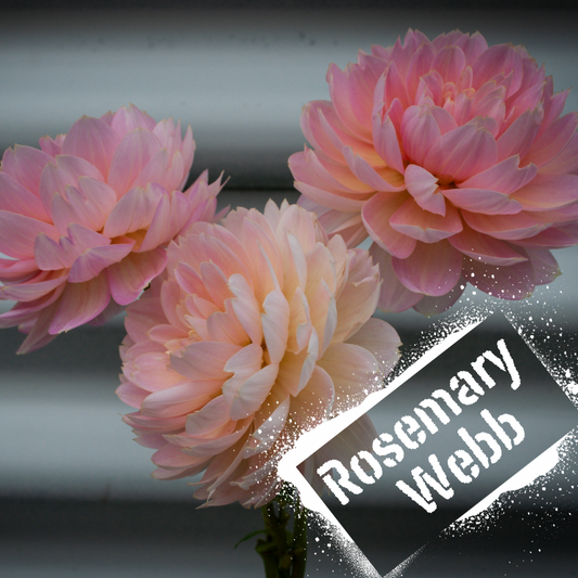 Romantic waterlily bloom - Rosemary Webb dahlia. Tubers for sale in August for NZ