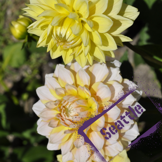Lemon and white decorative dahlia, Seattle. Tubers from The Wildstyler available online to purchase.
