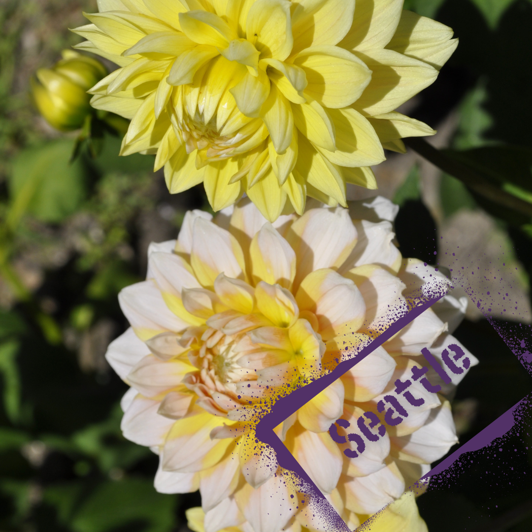 Lemon and white decorative dahlia, Seattle. Tubers from The Wildstyler available online to purchase.