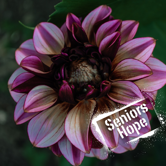 Dusky pinks and blush. beautiful decorative dahlia. NZ-grown tubers available for purchase.
