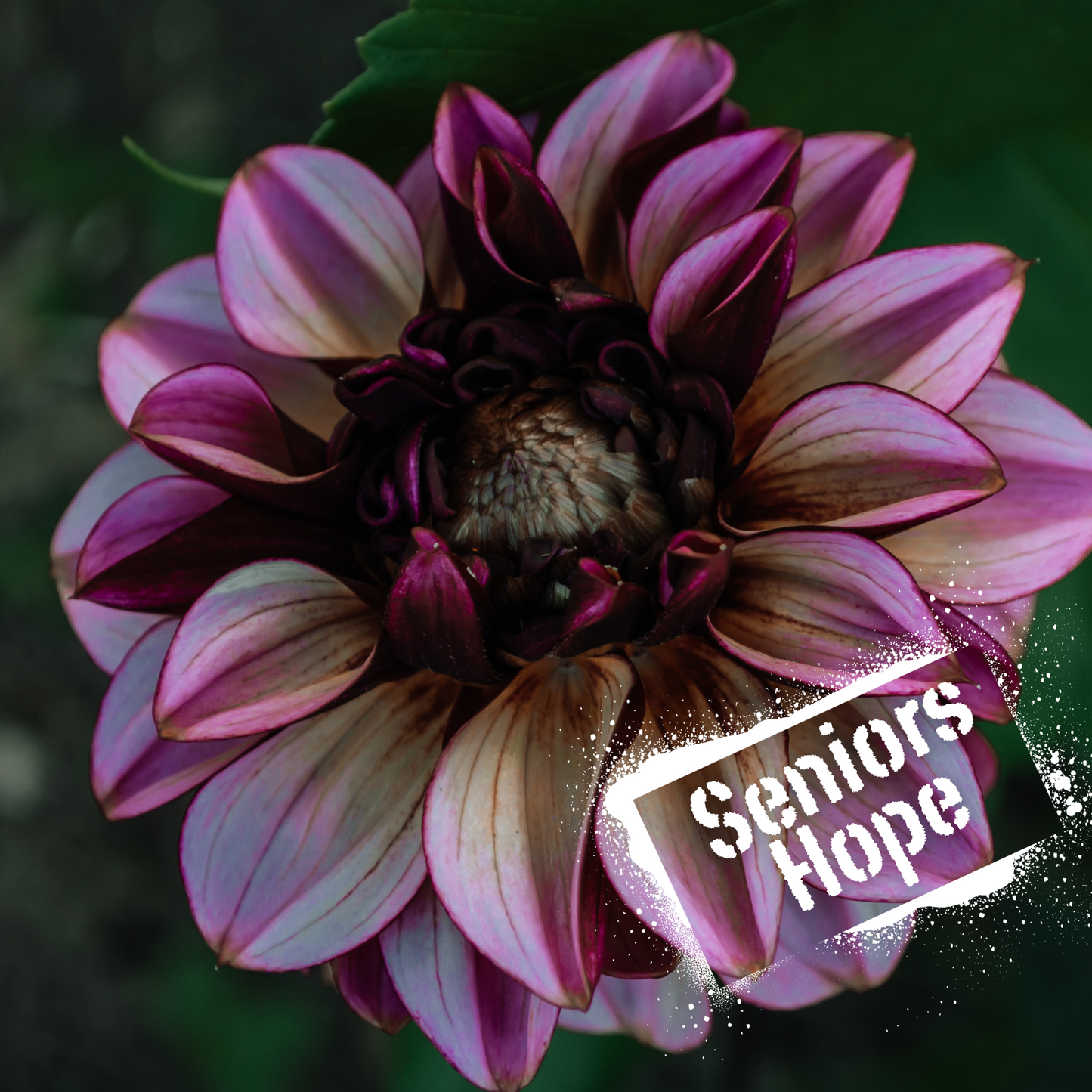 Dusky pinks and blush. beautiful decorative dahlia. NZ-grown tubers available for purchase.