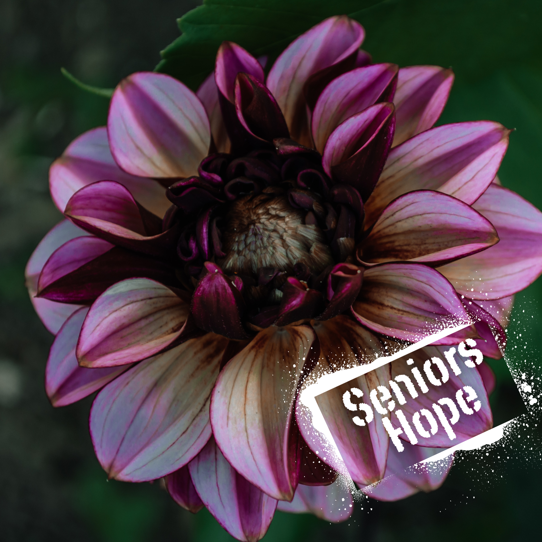 Dusky pinks and blush. beautiful decorative dahlia. NZ-grown tubers available for purchase.