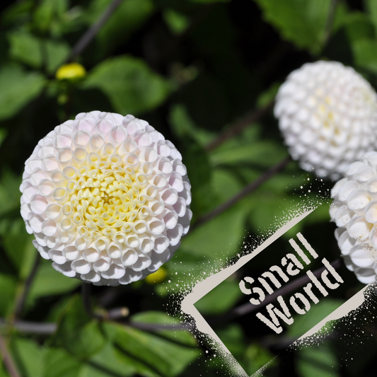 cute little creamy white pom pom dahlia. Tubers available to purchase in NZ from The Wildstyler